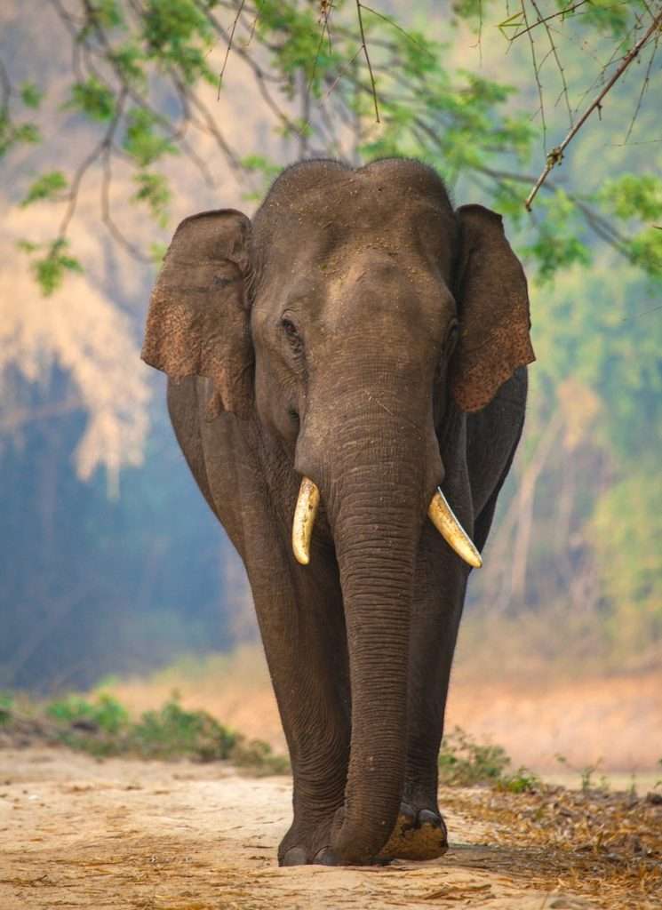 an elephant with tusks
