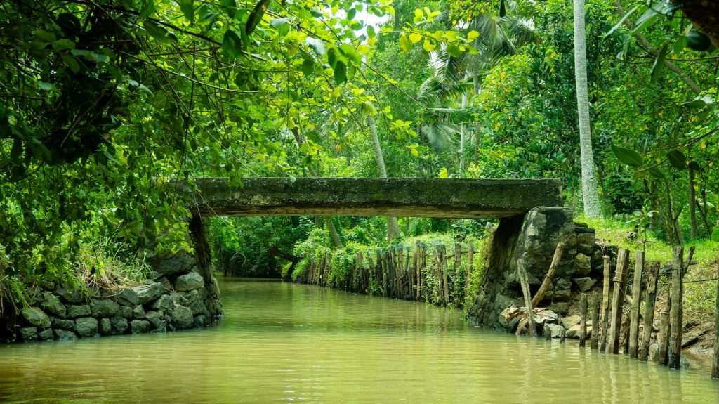 a bridge over a river in the middle of a forest